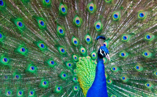indian-bird-peacock-hd-wallpapers